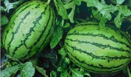 梅州网红吃瓜事件,一场网络舆论的风暴与反思